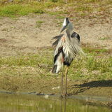 Entry image for Showy Great Blue Heron