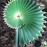 Entry image for New Beginning