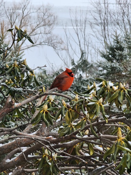 Lakeview Cardinal