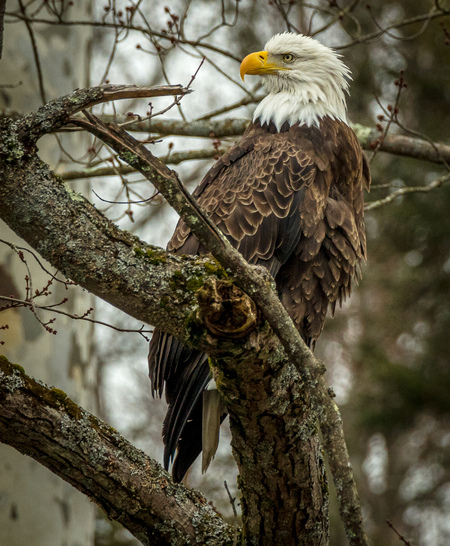 Bald Eagle 