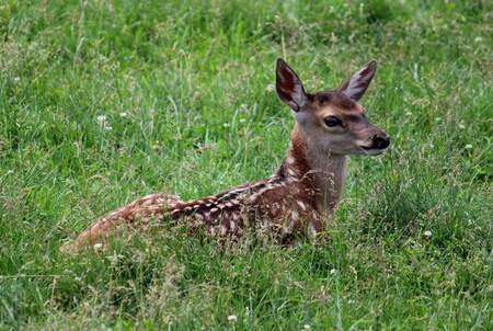 Entry image for Fawn Morning . Clicking this image will show a larger photo
