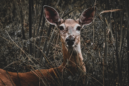 Whitetail Deer 