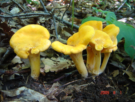 Entry image for Golden Chanterelles, found near Jamestown, NY. Clicking this image will show a larger photo