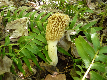 Entry image for Finally, found one (morel mushroom). Clicking this image will show a larger photo