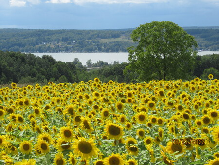 Entry image for Chautauqua sun rising. Clicking this image will show a larger photo