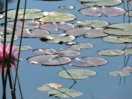 Across the lily pond