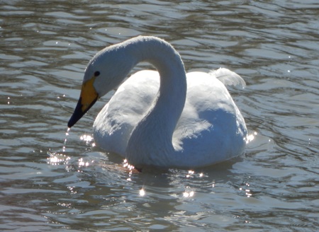 Entry image for Swan. Clicking this image will show a larger photo