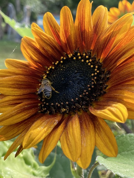 Entry image for Busy Bee . Clicking this image will show a larger photo