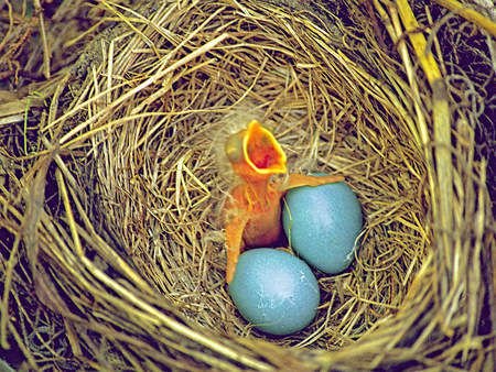 Entry image for The Early Bird Gets The Worm. Clicking this image will show a larger photo