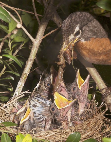 Entry image for Suppertime. Clicking this image will show a larger photo