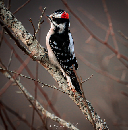 Downy Woodpecker