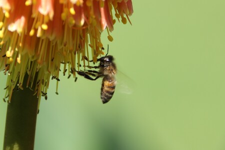 Honey Bee on Torch Lily