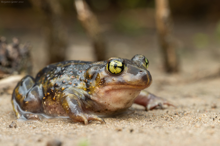 Entry image for Eastern Spadefoot. Clicking this image will show a larger photo