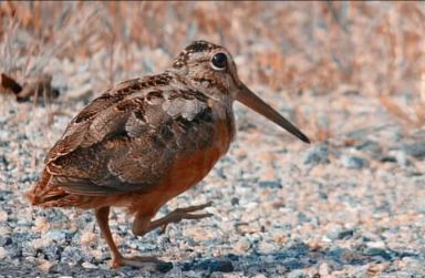 Entry image for Dancing Snipe. Clicking this image will show a larger photo