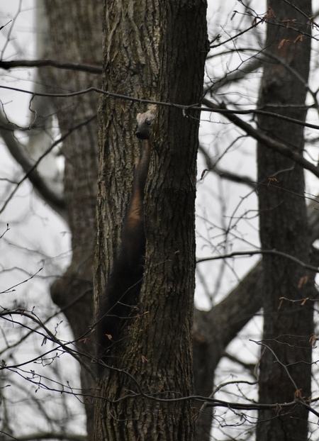 Entry image for Hunting up in the trees. Clicking this image will show a larger photo