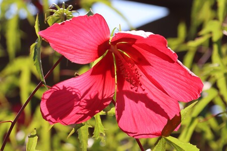 Red Flower