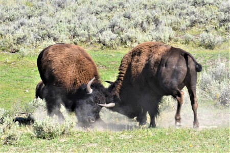Entry image for "Dust Up in Yellowstone". Clicking this image will show a larger photo