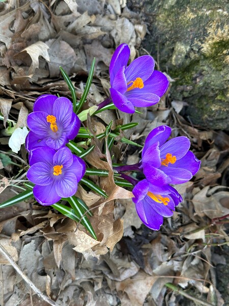 Entry image for "Signs of Spring!". Clicking this image will show a larger photo