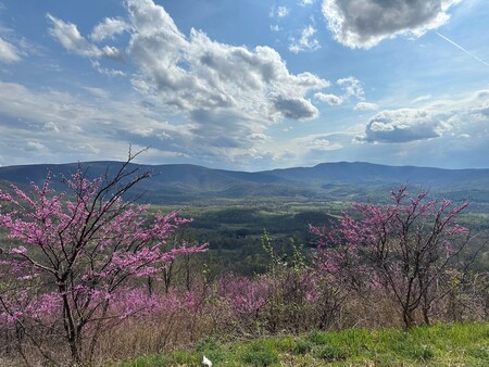 Entry image for "Shenandoah Surprise". Clicking this image will show a larger photo