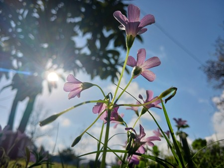 Sunny Sorrel