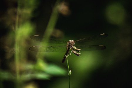 Entry image for Dragonfly Hovering. Clicking this image will show a larger photo