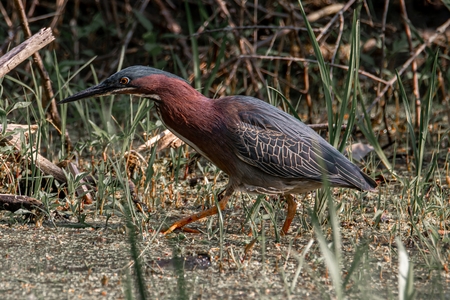 Entry image for Green Heron. Clicking this image will show a larger photo
