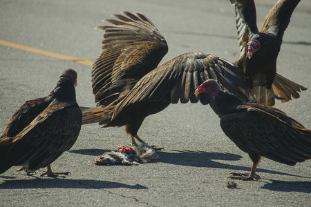 Entry image for Next Meal. Clicking this image will show a larger photo