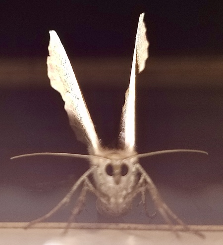 Entry image for Have you any wool?. Clicking this image will show a larger photo