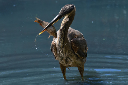 Entry image for Fresh Catch. Clicking this image will show a larger photo