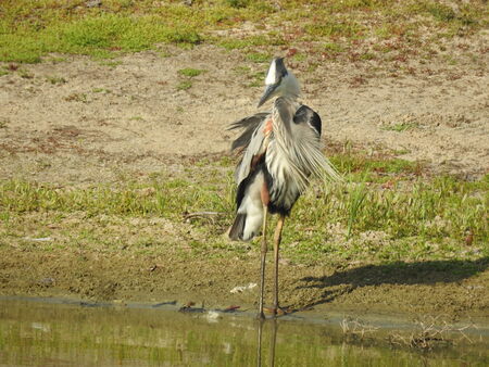 Entry image for Showy Great Blue Heron. Clicking this image will show a larger photo