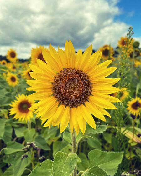 Sunflower to brighten your soul 