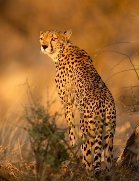 Cheetah in morning light