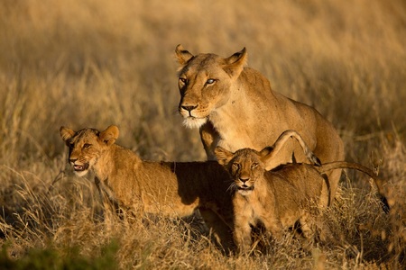 Lion with cubs