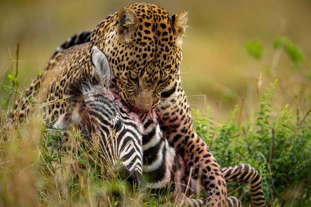 Leopard killed a young zebra