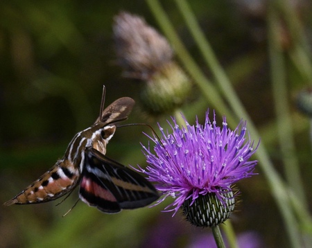 White-Lined Sphinx Moth Enjoying Milk Thistle