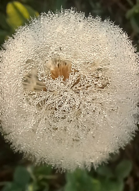 Morning Dew on Dandelion 