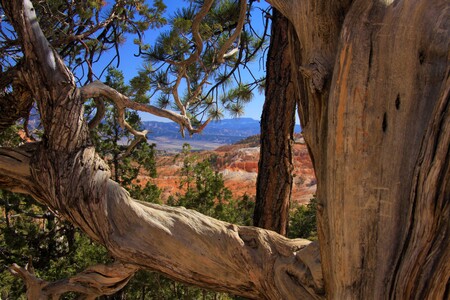 Bryce Canyon Perspective