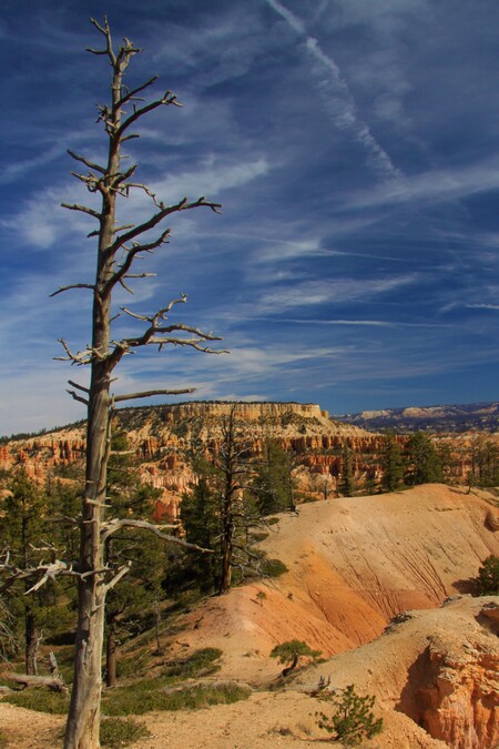 Bryce Canyon Tree