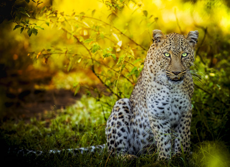 Magnificent is the Leopard