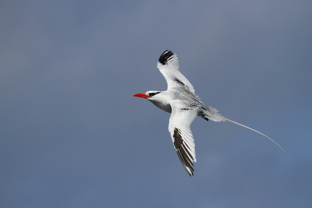 Red-billed tropicbird