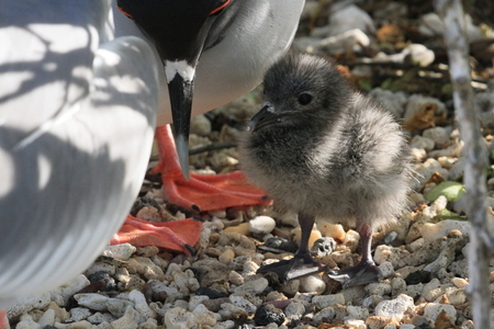 Baby chick of Swallow-tailed gull
