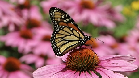 The Butterfly Gardener