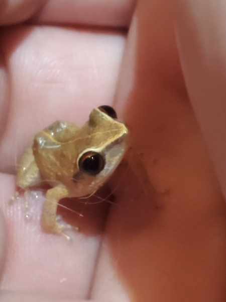 Coqui frog in the palm of my hand