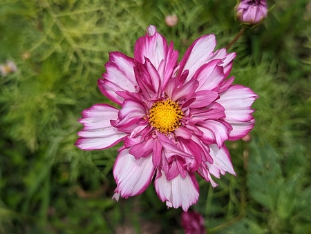 Variegated Flower