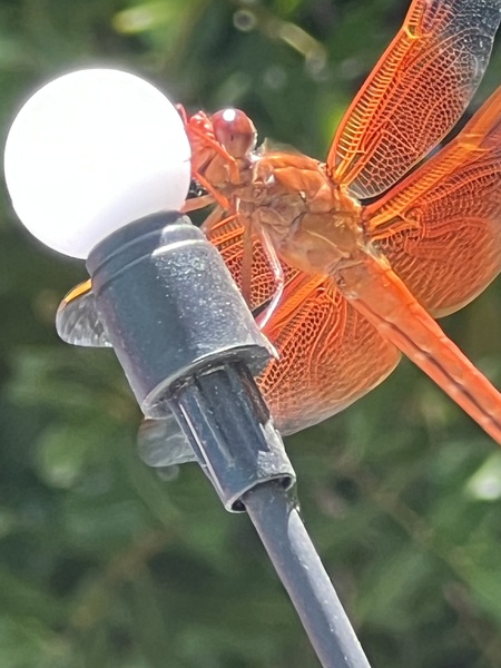 Flame Skimmer