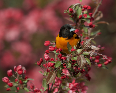 Baltimore Oriole amongst the Cherry Blossoms