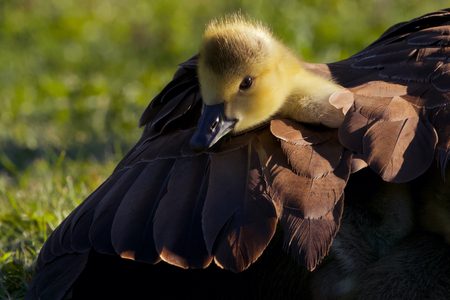 Canada Goose Gosling