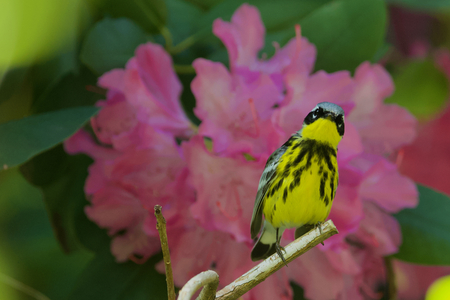 Magnolia Warbler