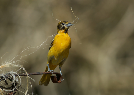 Baltimore Oriole Collecting Nesting Material