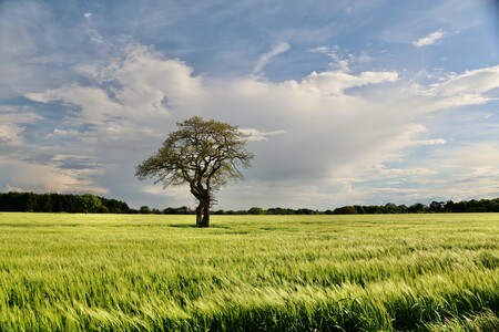 Lone Tree in a Field of Barley